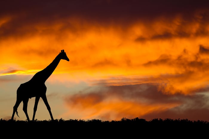 south africa giraffe-1