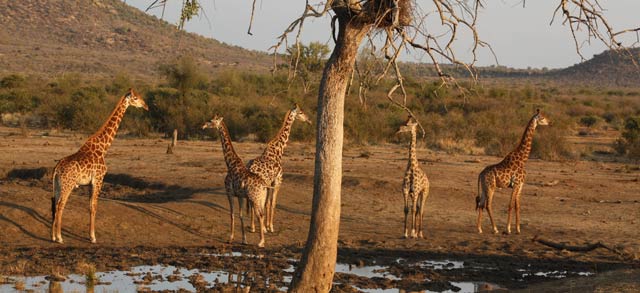 south africa giraffes-1